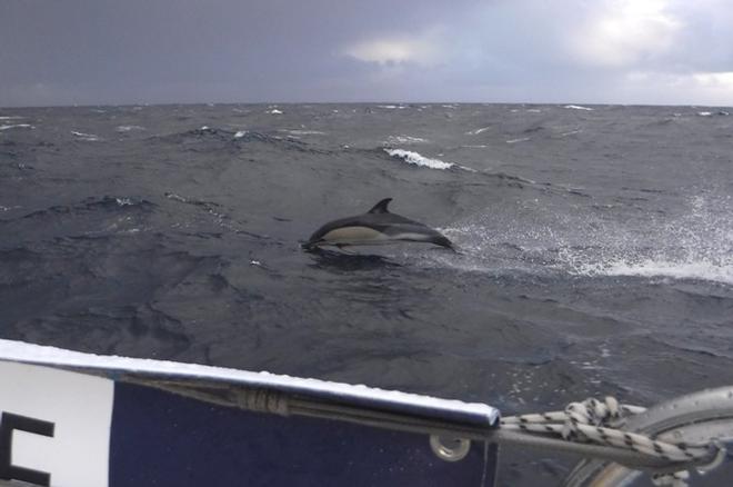 Dolphins accompany Vendée Globe competitors on Day 1 of racing © Arnaud Boissières / La Mie Caline